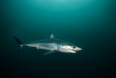 Afbeeldingen van Mako shark Isurus oxyrinchus Atlantic ocean Simons Town South Africa