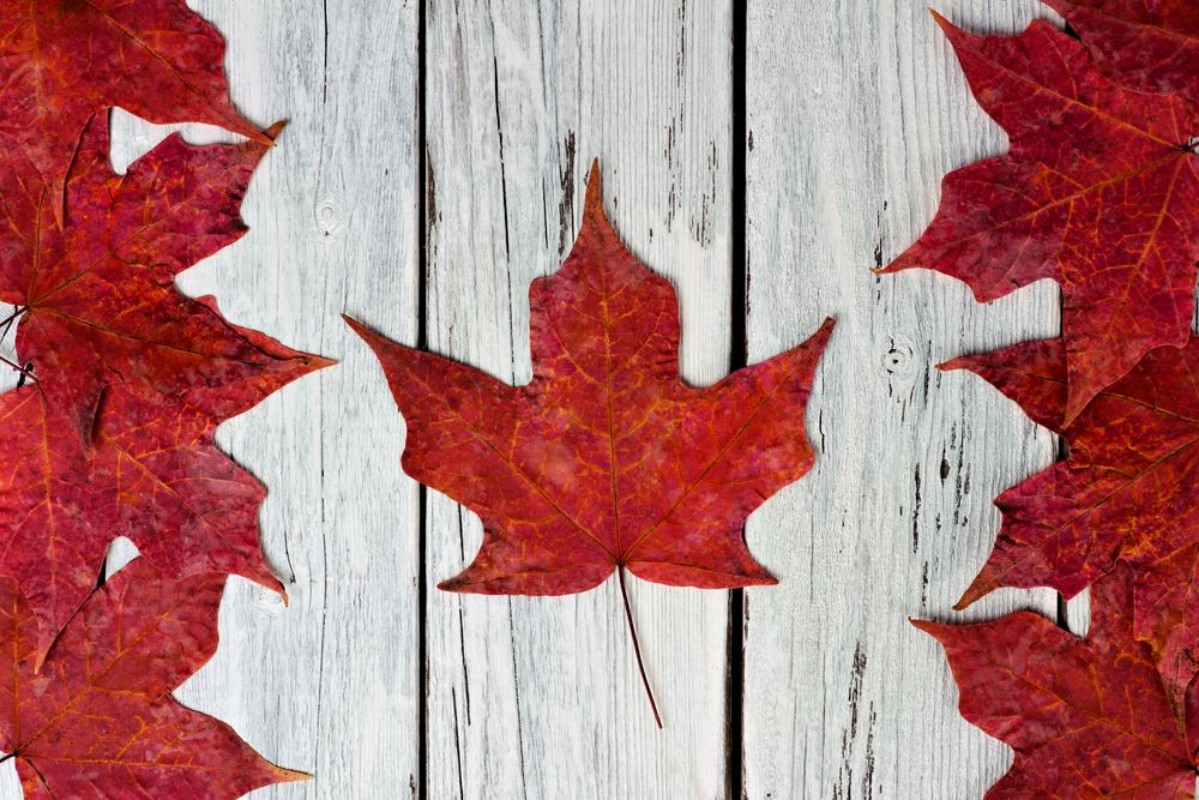 Afbeeldingen van Canadian flag made of red maple leaves over a weathered white wood background