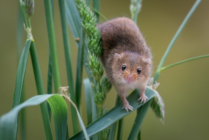 Afbeeldingen van Very close image of a harvest mouse balancing on the stems of wheat corn crops and staring forward