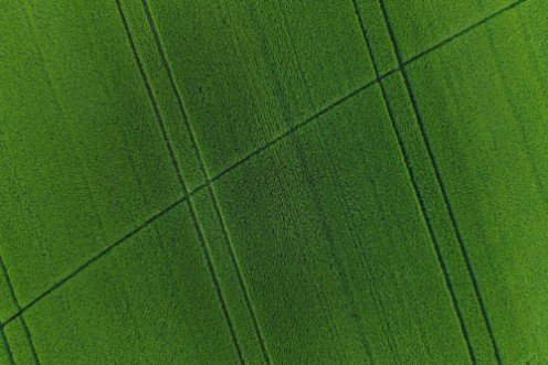 Afbeeldingen van Green wheat field as background