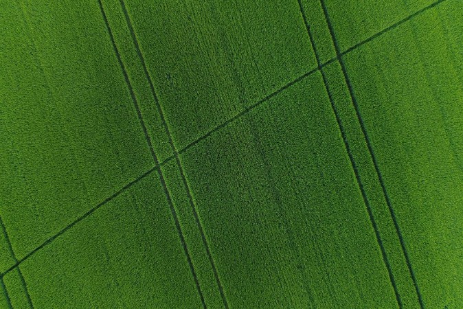 Bild på Green wheat field as background