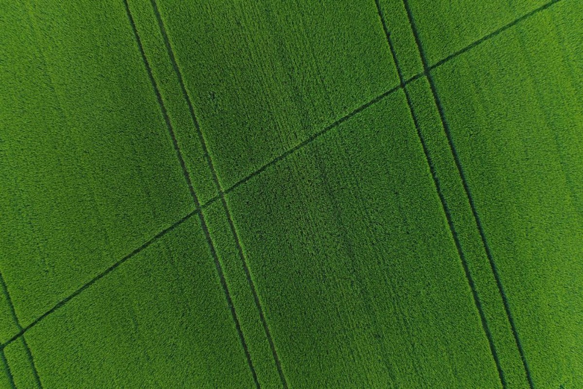 Bild på Green wheat field as background