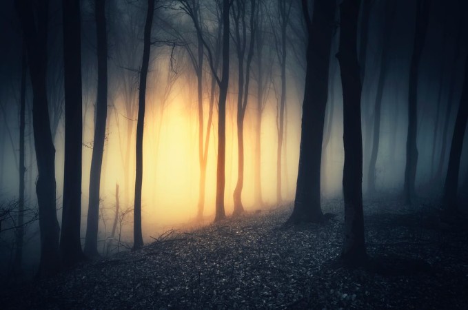 Picture of Sunset light in dark fantasy forest