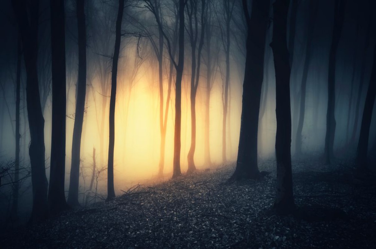 Bild på Sunset light in dark fantasy forest