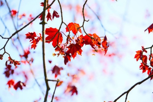 Bild på Maple leaves