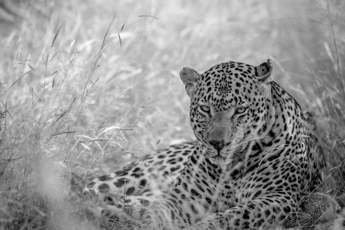 Picture of Big male Leopard laying in the high grass