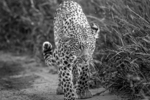 Afbeeldingen van Leopard walking towards the camera
