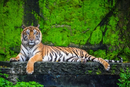 Image de Bengal tiger