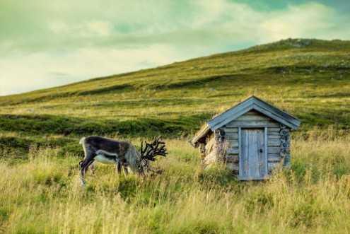 Afbeeldingen van Deer grazing in a meadow in Lapland near the small old wooden hut