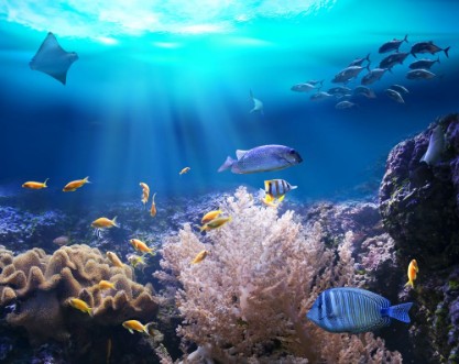 Afbeeldingen van Reef with marine animals 3D illustration