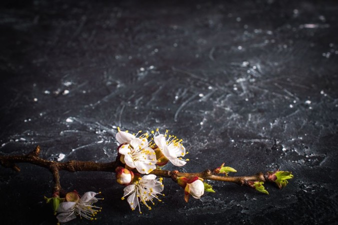 Afbeeldingen van Flowering branch on a dark background