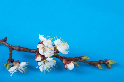 Image de Flowering branch on a bright background