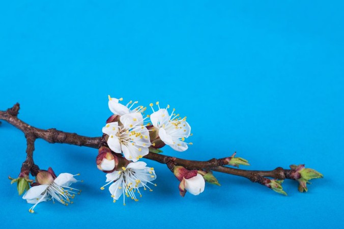Picture of Flowering branch on a bright background