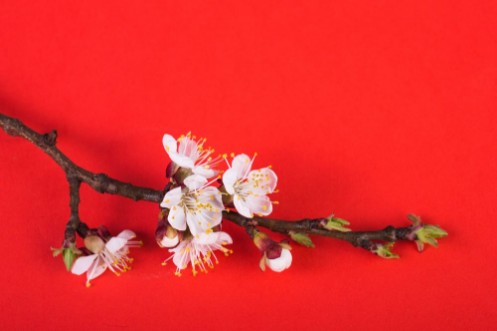 Image de Flowering branch on a bright background