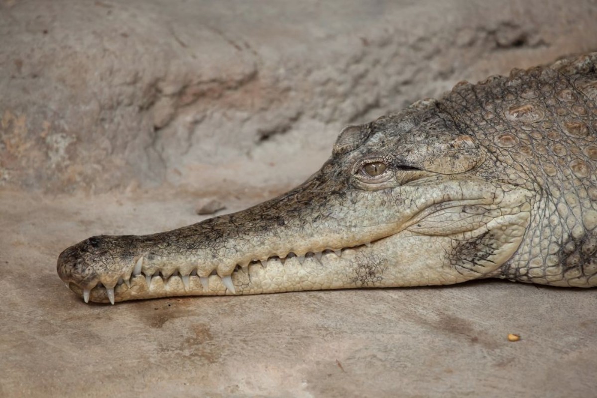 Afbeeldingen van Slender-snouted crocodile Mecistops cataphractus