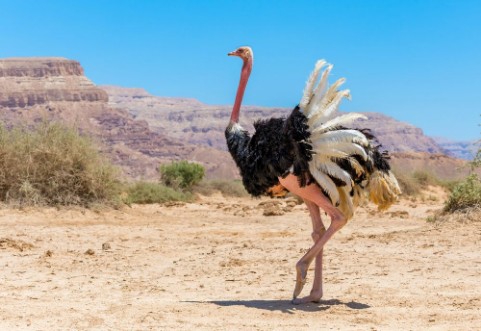 Afbeeldingen van Male of African ostrich Struthio camelus in nature reserve near Eilat Israel