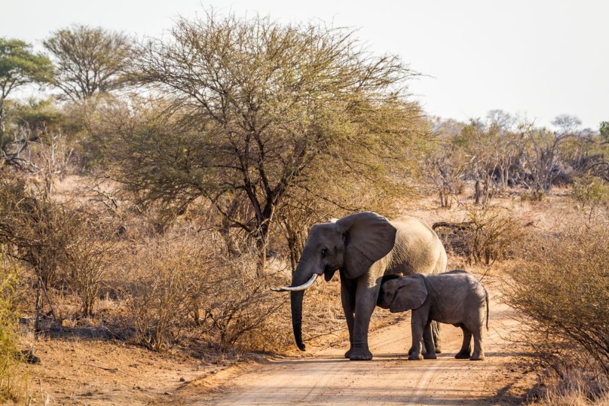 Afbeeldingen van African bush elephant in Kruger National park South Africa