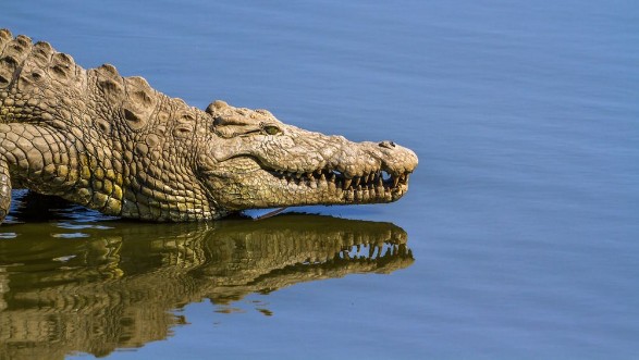 Afbeeldingen van Nile crocodile in Kruger National park South Africa