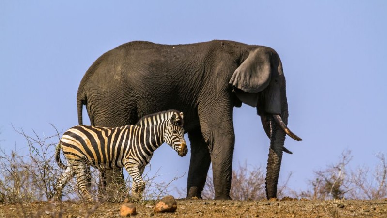 Picture of Plains zebra and African bush elephant in Kruger National park South Africa
