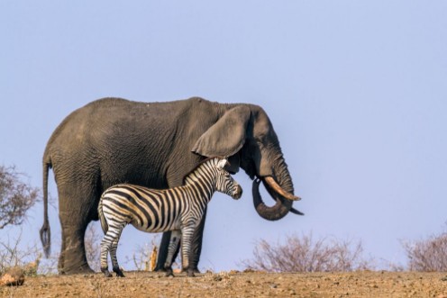 Afbeeldingen van Plains zebra and African bush elephant in Kruger National park South Africa