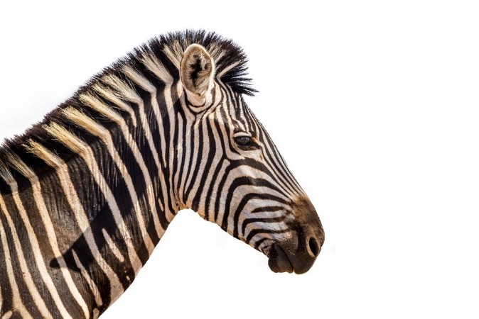 Picture of Plains zebra portrait isolated in white background