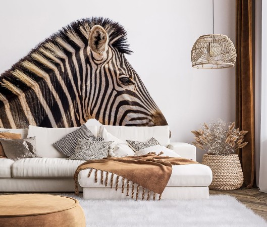 Picture of Plains zebra portrait isolated in white background