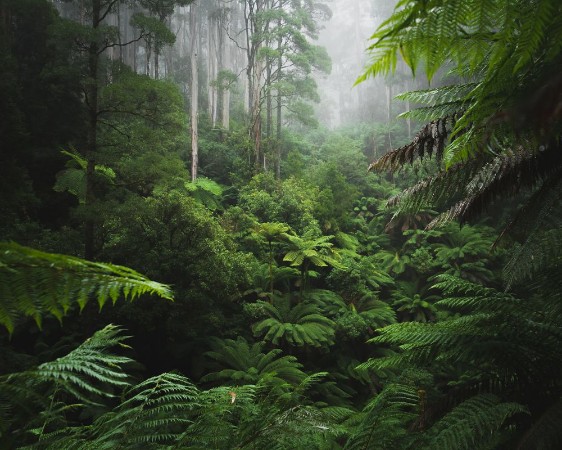 Afbeeldingen van Lush Rainforest with morning fog