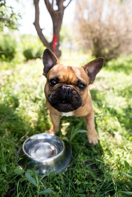 Afbeeldingen van Dog drinking water from a bowl outdoors