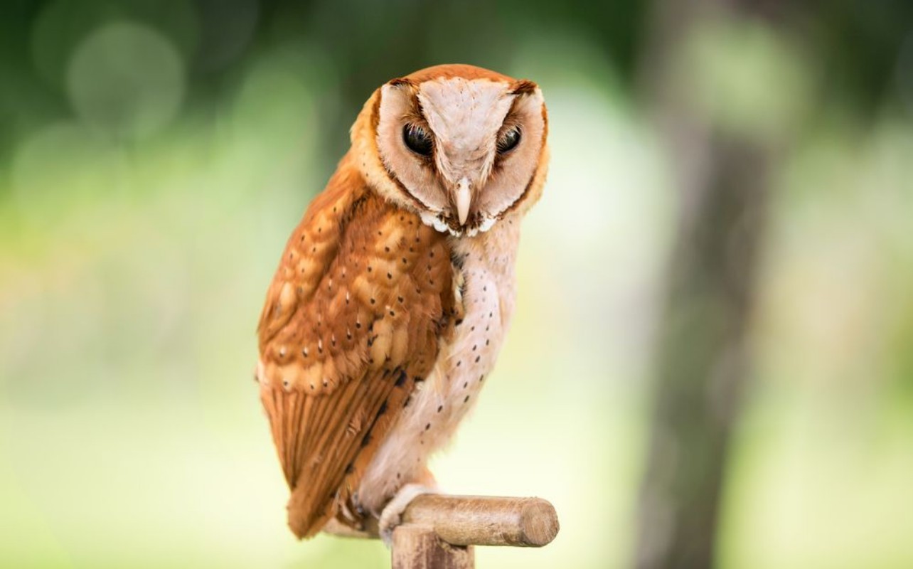 Picture of Western Screech owl