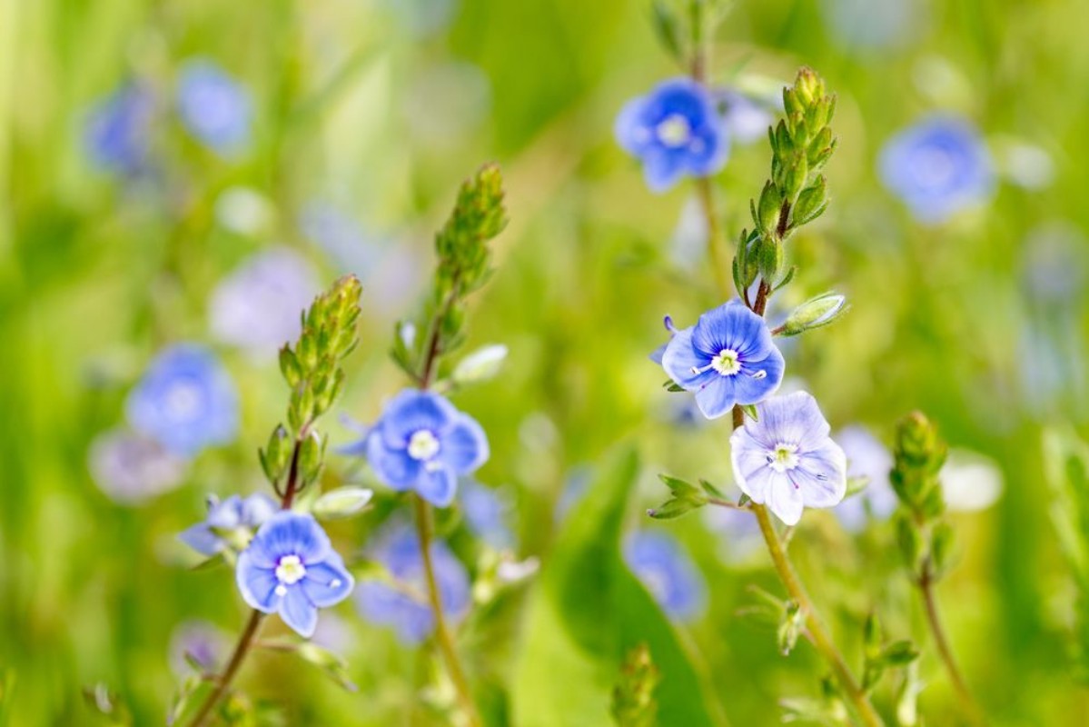 Afbeeldingen van Blue wildflowers at the meadow