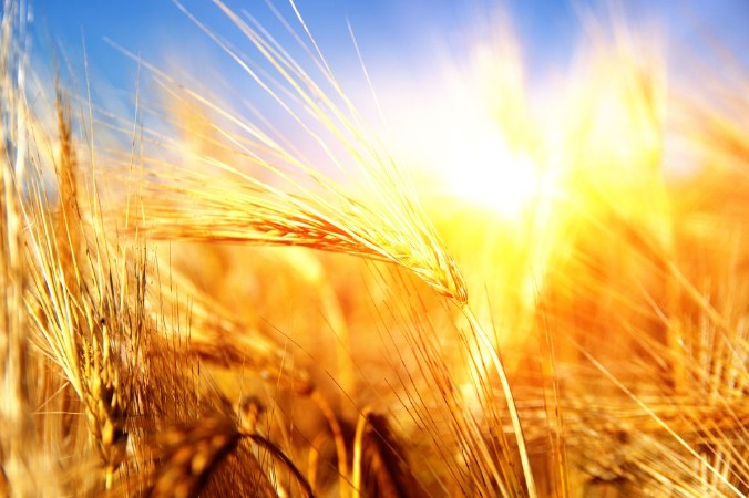 Golden wheat close up photowallpaper Scandiwall