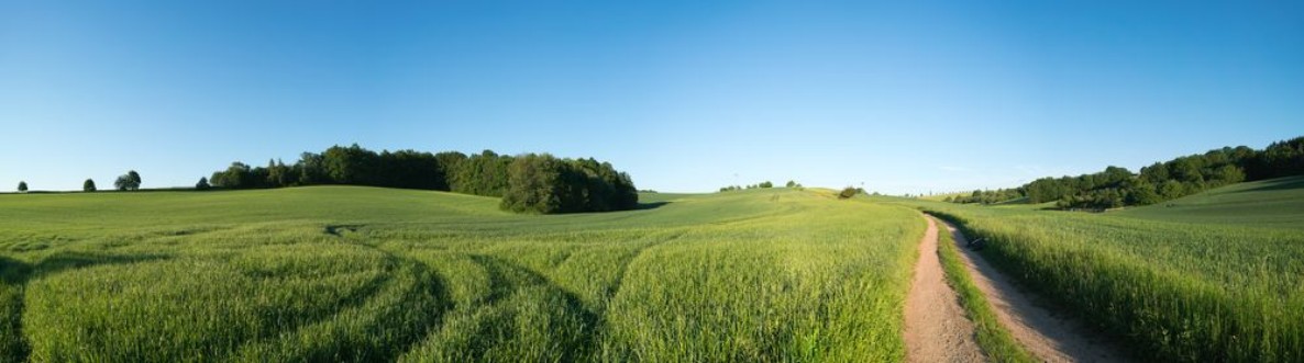 Panorama summer green field landscape with dirt road photowallpaper Scandiwall