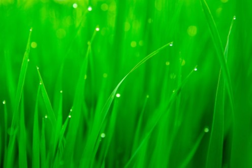 Bild på Fresh nature green grass with water drops Close-up