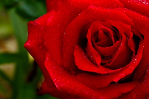 Picture of Beautiful red rose closeup