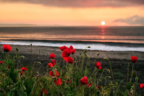 Bild på Seascape with poppiesMagnificent sunrise view with beautiful poppies on the beach near Bourgas Bulgaria