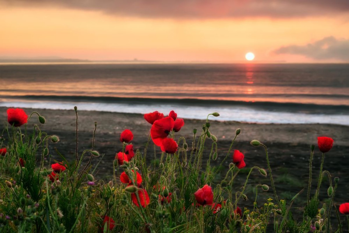 Bild på Seascape with poppiesMagnificent sunrise view with beautiful poppies on the beach near Bourgas Bulgaria