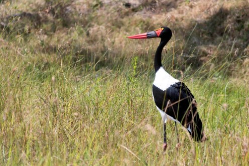 Bild på Saddlebilled Stork Okavango Delta Botswana
