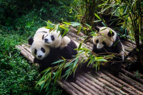 Pandas enjoying their bamboo breakfast in Chengdu Research Base China photowallpaper Scandiwall