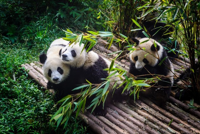 Afbeeldingen van Pandas enjoying their bamboo breakfast in Chengdu Research Base China