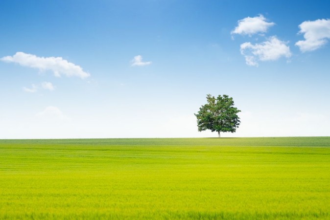 Picture of Campagne champ arbre printemps ciel bleu repos calme paysage nature vert horizon
