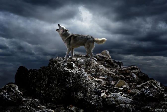 Afbeeldingen van A lone wolf sings his song on top at night