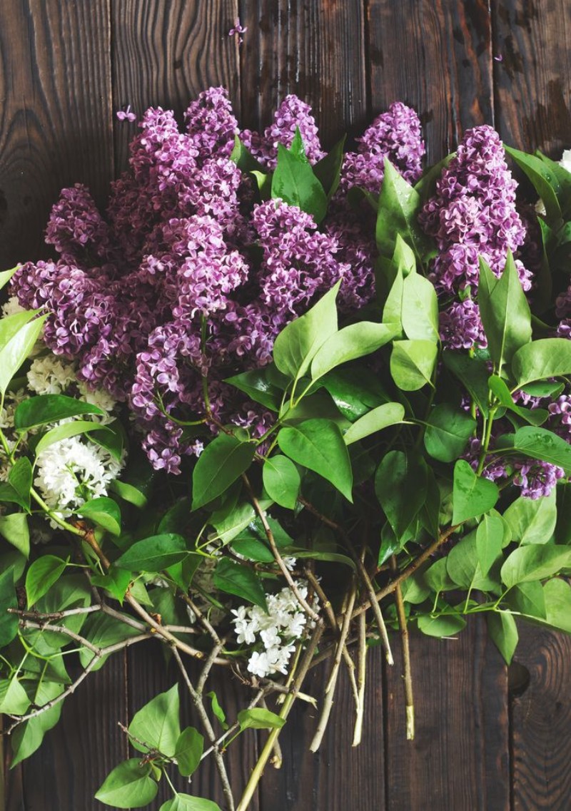 Picture of Flowering lilac branches on the dark wooden table