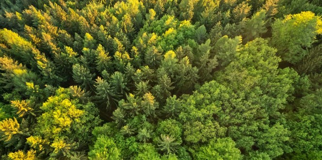 Afbeeldingen van Aerial view of spruce forest