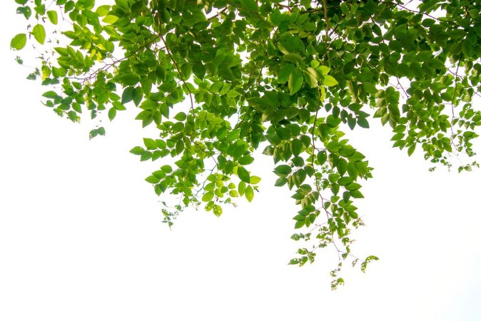 Bild på Green tree branch isolated