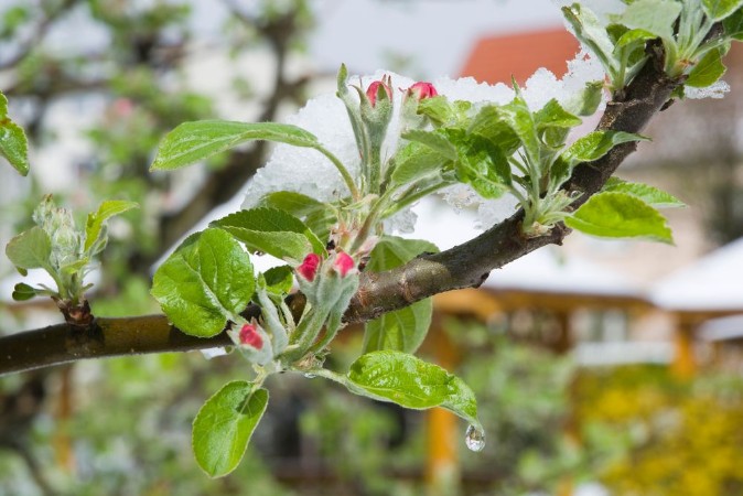 Bild på Flowering apple fruit branches covered with snow during the springtime