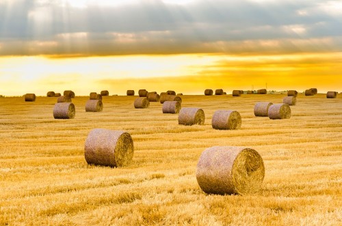 Picture of Hay bales on the field after harvest at sunrise golden hour sun