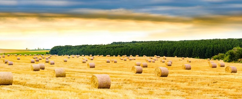 Picture of Panorama of Hay bale in sunrise sunlight golden light
