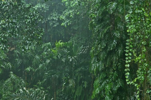 Bild på Rainfall in the jungle