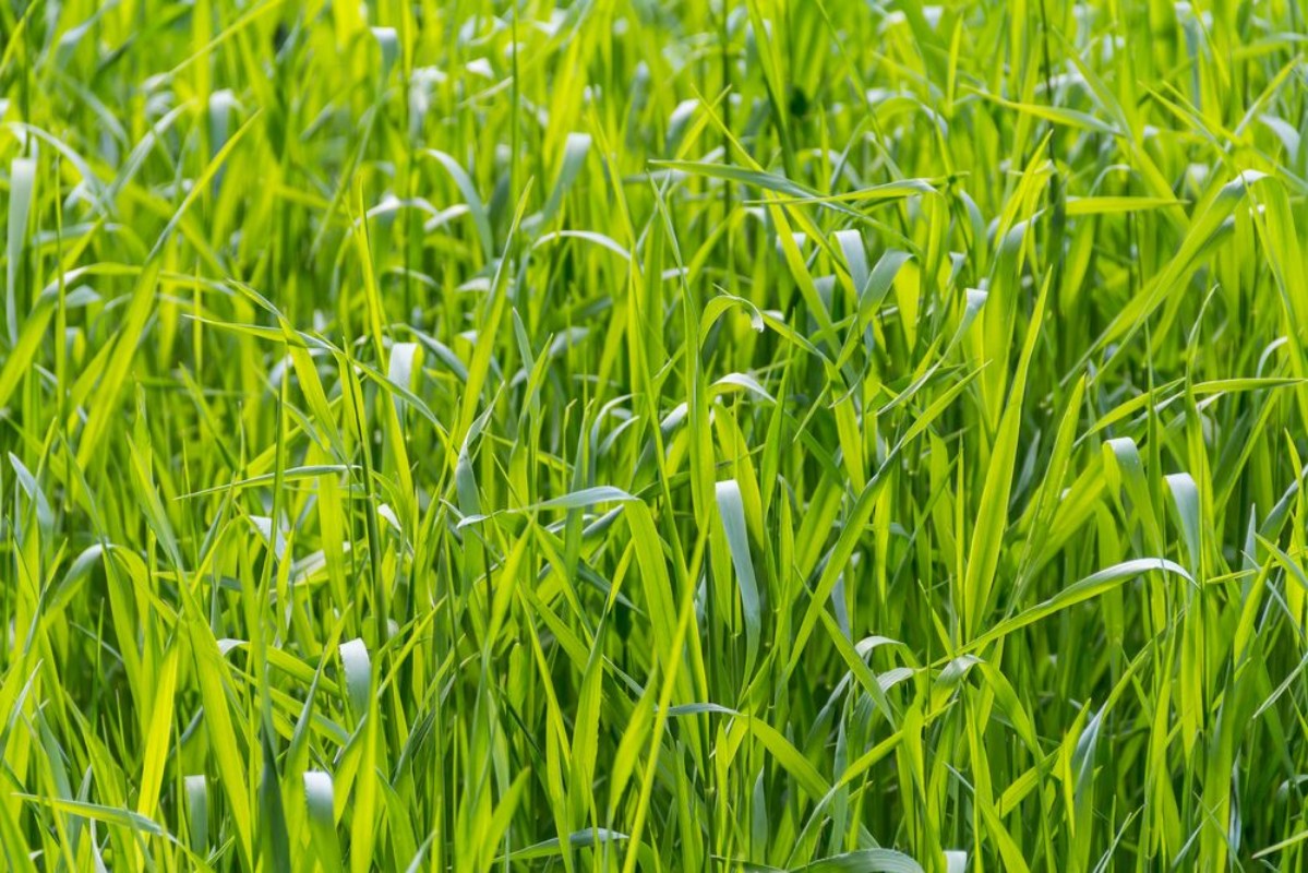 Bild på Sunny illuminated grass closeup