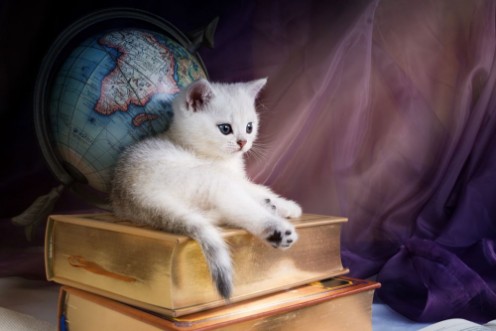 Afbeeldingen van White British Shorthair kitten lies on a stack of books on the background of the globe